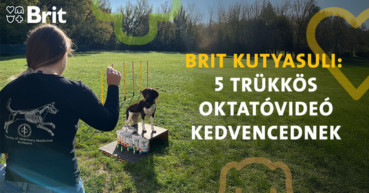 Itt a Brit kutyasuli!