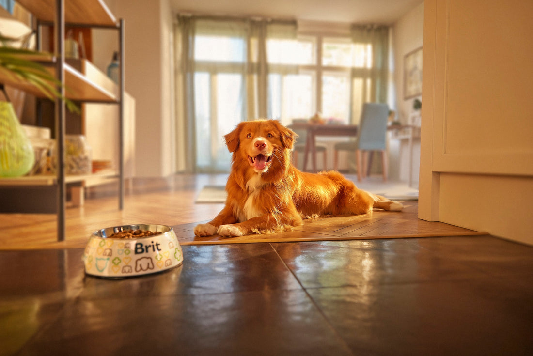 Május 6-a Felelős Állattartás Napja – A felelős állattartás jelentősége