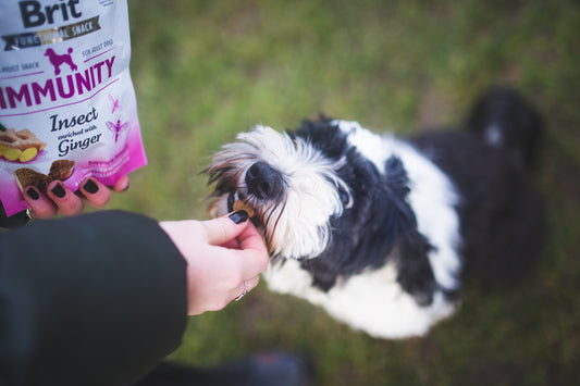 Jutalomfalatok, avagy hogyan jutalmazzuk jól a kutyát?