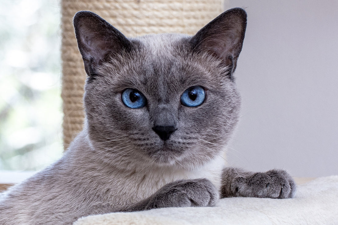 A thai macska: a fajta története és jelenlegi helyzete a világon