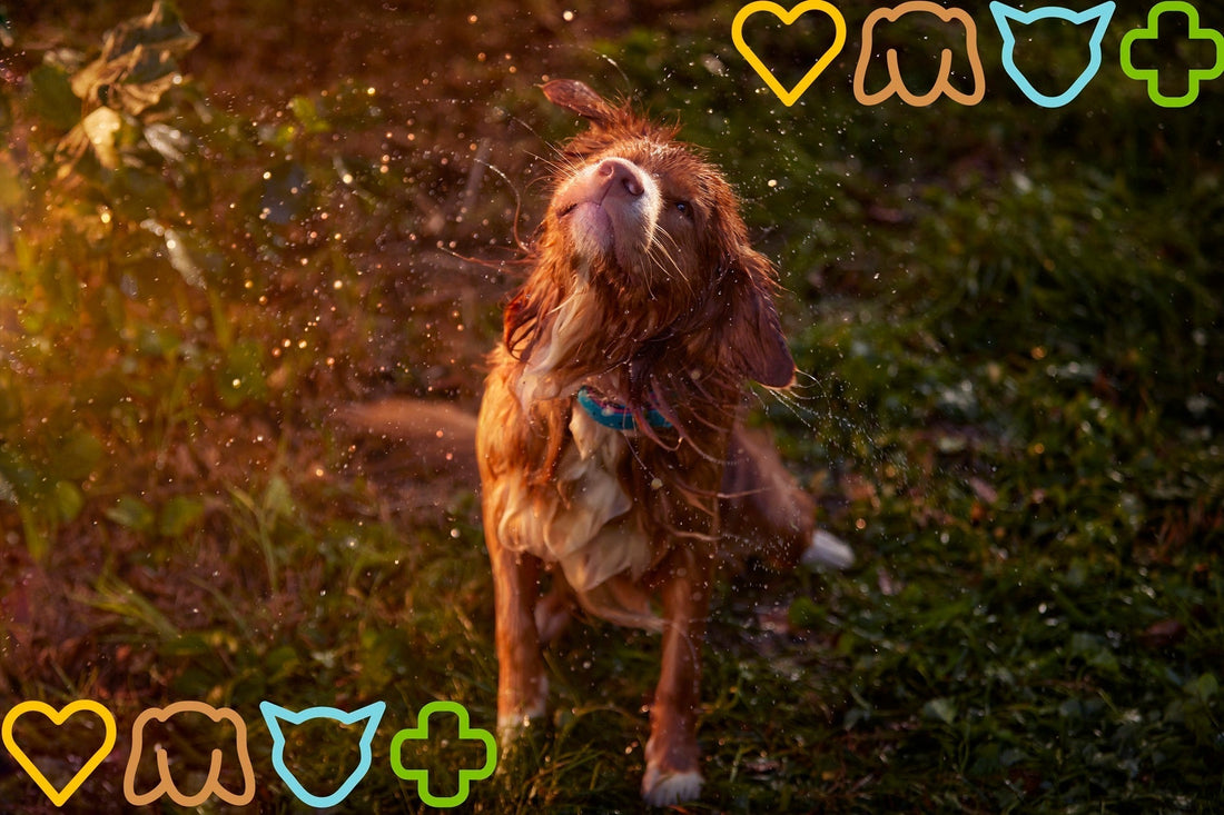 Kedvenceink védelme a nyári hőségben – Gazdiknak szóló praktikus tanácsok