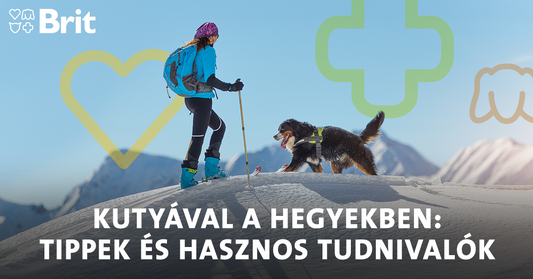 Kutyával a hegyekben