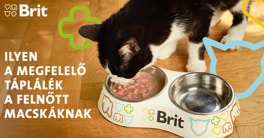 A felnőtt macska megfelelő táplálása