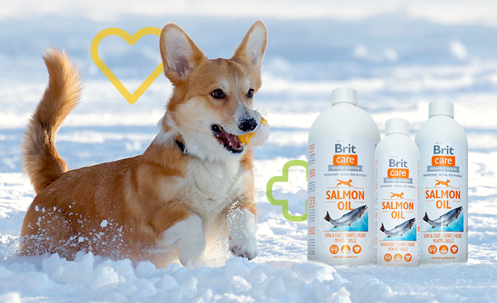 5 vitamindús tipp kedvenced téli immunerősítésére 💪🐕🐈