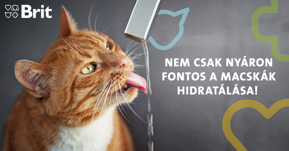 A macskák hidratálása fontos (nem csak) a forró napokon
