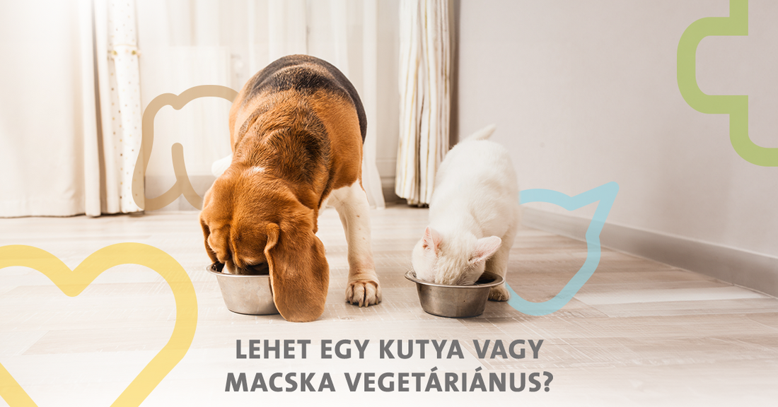 Lehet egy kutya vagy macska vegetáriánus?