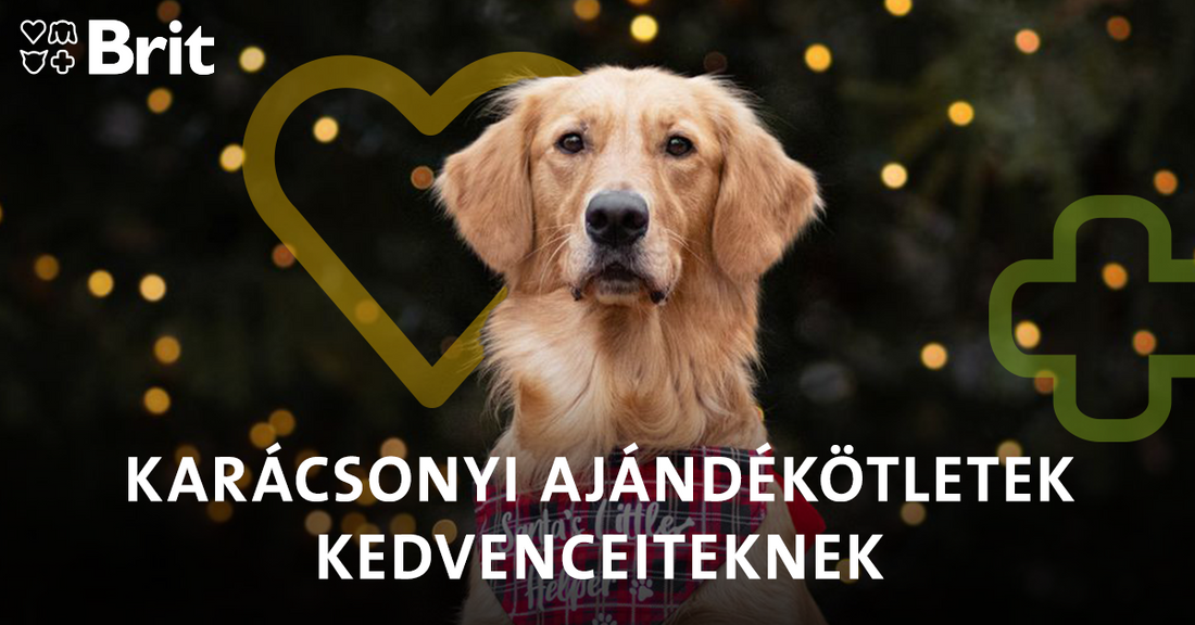 Karácsonyi ajándékötletek kedvenceidnek