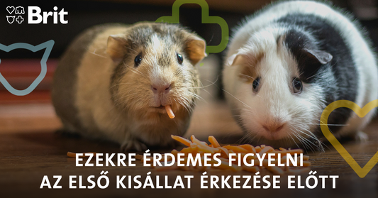 Mire figyeljünk az első kisállat megvásárlása előtt