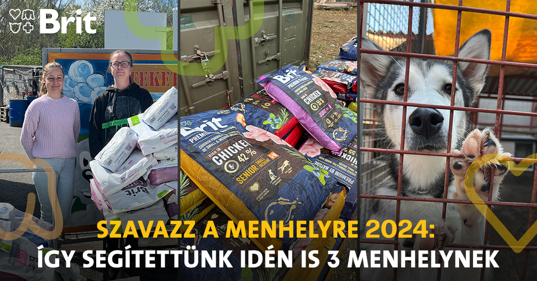 Brit Szavazz a menhelyre 2024: így segítettünk az idei évben is 3 menhelynek