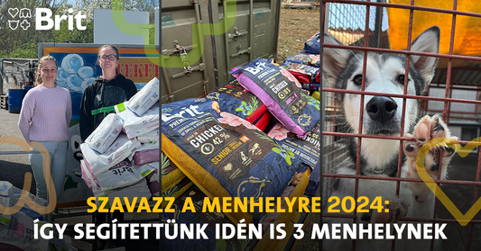 Brit Szavazz a menhelyre 2024: így segítettünk az idei évben is 3 menhelynek