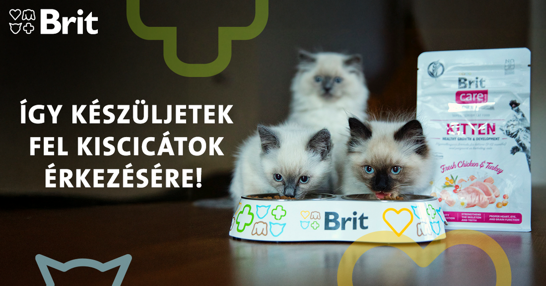 Hogyan készülhetünk fel legjobban a kiscicák érkezésére?