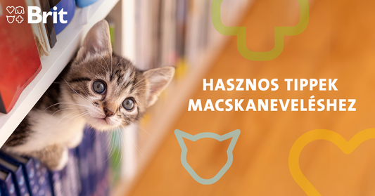Hasznos tanácsok macskaneveléshez