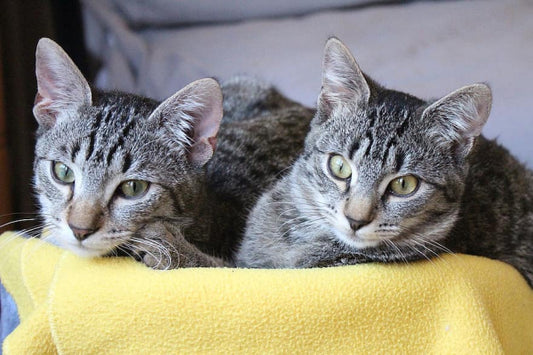 Második macska a családban