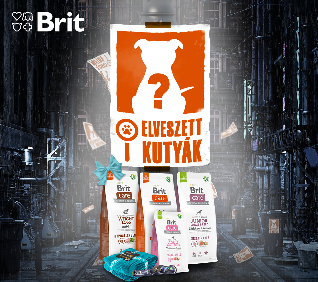 5 tipp, mit tegyél, ha elveszett kutyát találsz!