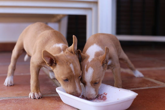 A kutyák és a rizs